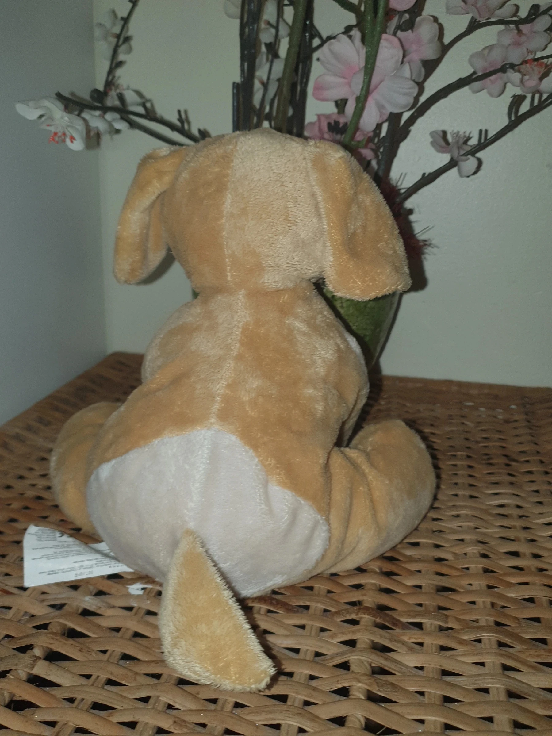 Cão – photo 2
